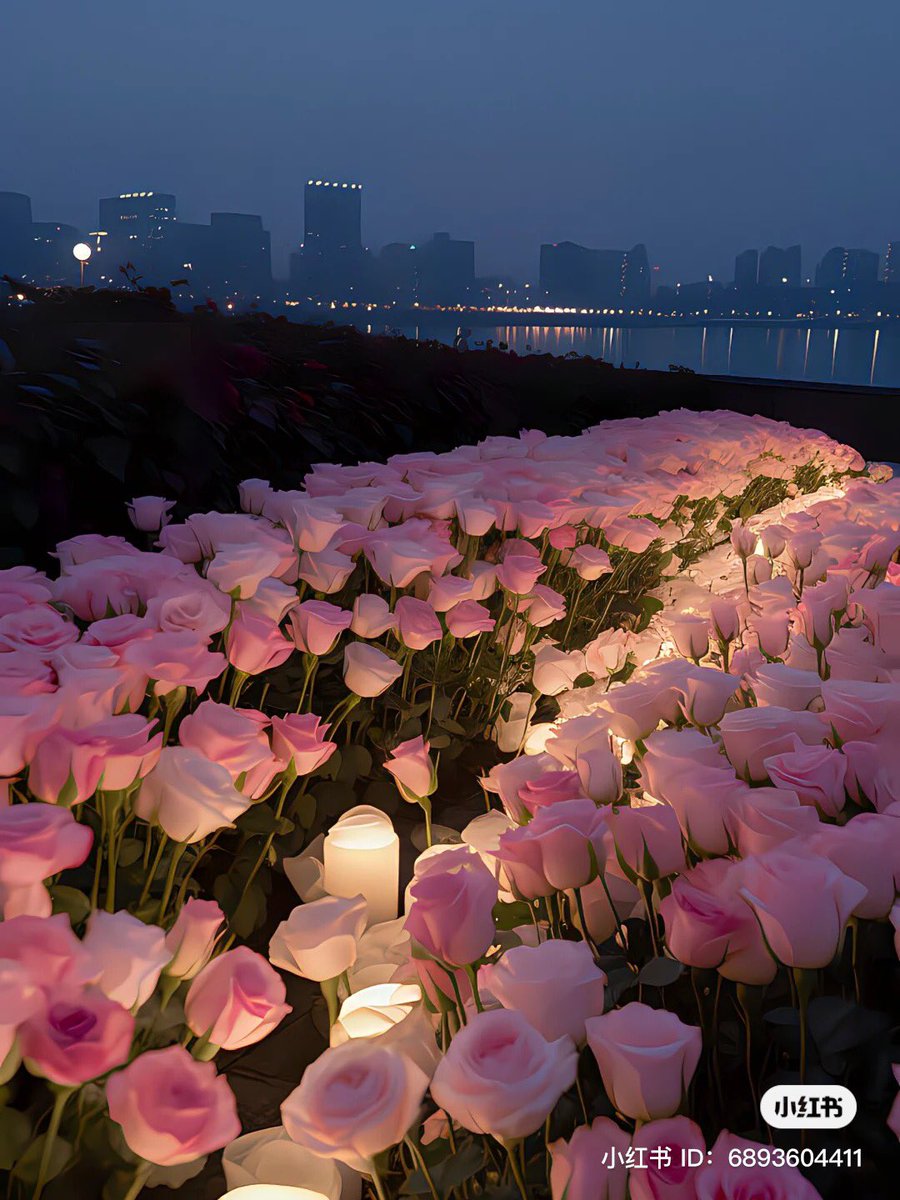 heart_jpg's tweet photo. ocean of roses https://t.co/itoGg9rvfx
