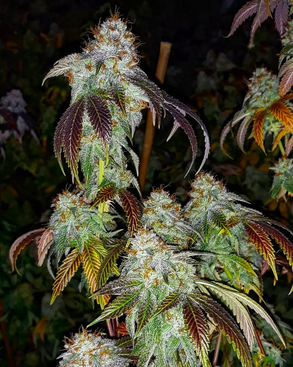 TyBudzGenetics's tweet photo. Save up to 50% off your favorite strains!

"TyBudz Genetics" Offers Uniquely Crafted Cannabis Strains For Cannabis Connoisseurs 💯🤘

#stoners #hightimes #terpenes #kush #sativa #indica #cannabiscommunity #growyourown #homegrown https://t.co/x3Hvi86Gq2