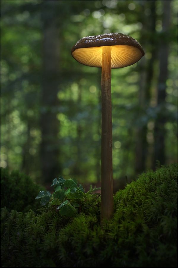 Untamedpath's tweet photo. "Nature's own lantern in the forest. #NaturePathway #MushroomMagic #ForestGlow #Wildlife055" https://t.co/icXi16Q5Tq