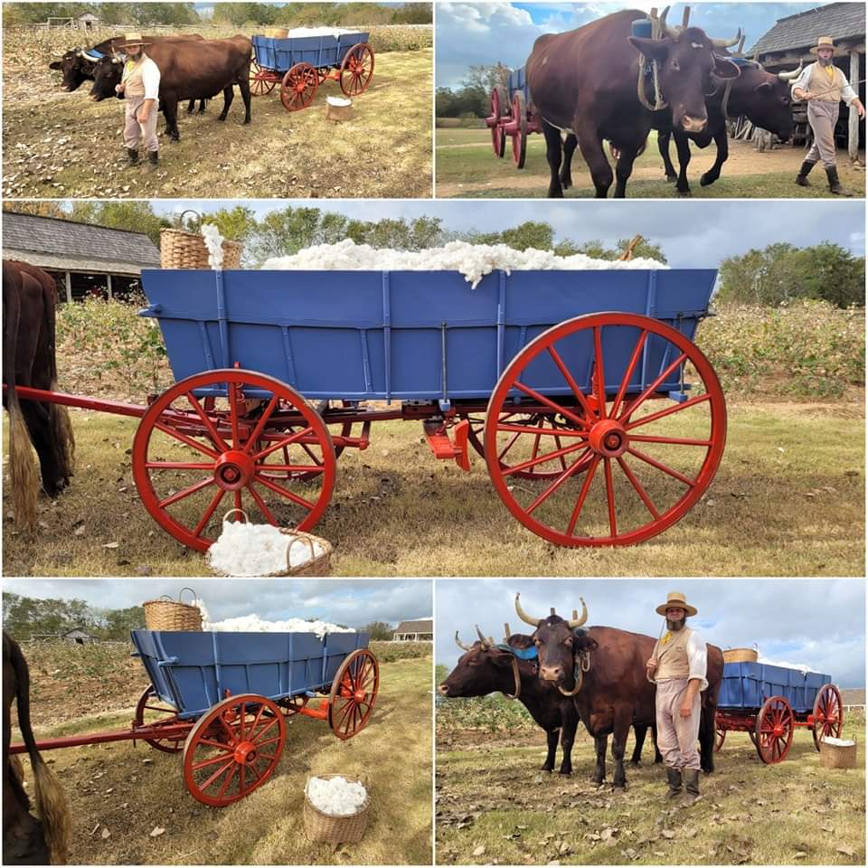 BarringtonSHS's tweet photo. Christmas came early!
We recently received a newly restored farm wagon! We've already put it into use hauling part of this year's cotton crop and are looking forward to many years of hauling with it!
#livinghistory #barringtonshs https://t.co/U3rQCEthDy