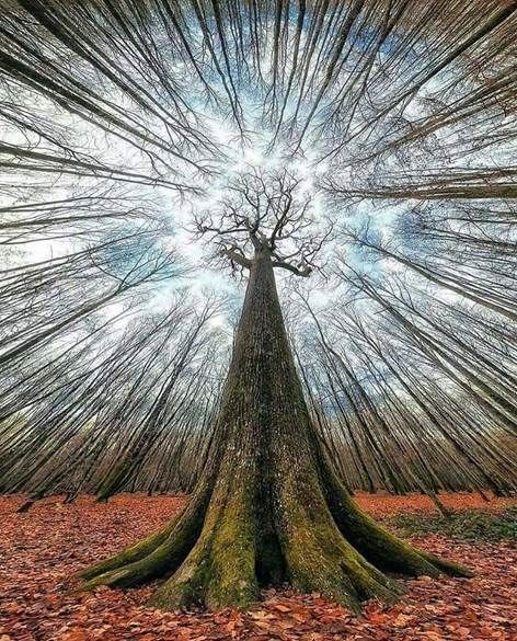 Untamedpath's tweet photo. "When the forest stands tall, the sky bows down. #NaturePathway #TreeTastic #ForestPerspective #Wildlife055" https://t.co/zetEJwIWtV