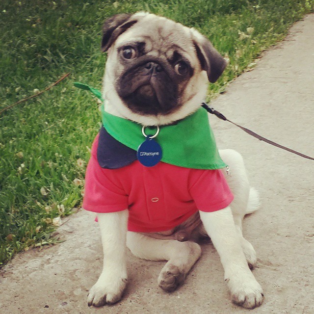tjholt's tweet photo. Difículto perro +disfrazado... Le duc D'Ascoyne usaba hasta mis camisas @Turnbull_Asser cdo ya  no me servían.. https://t.co/6CK4TMLUl5