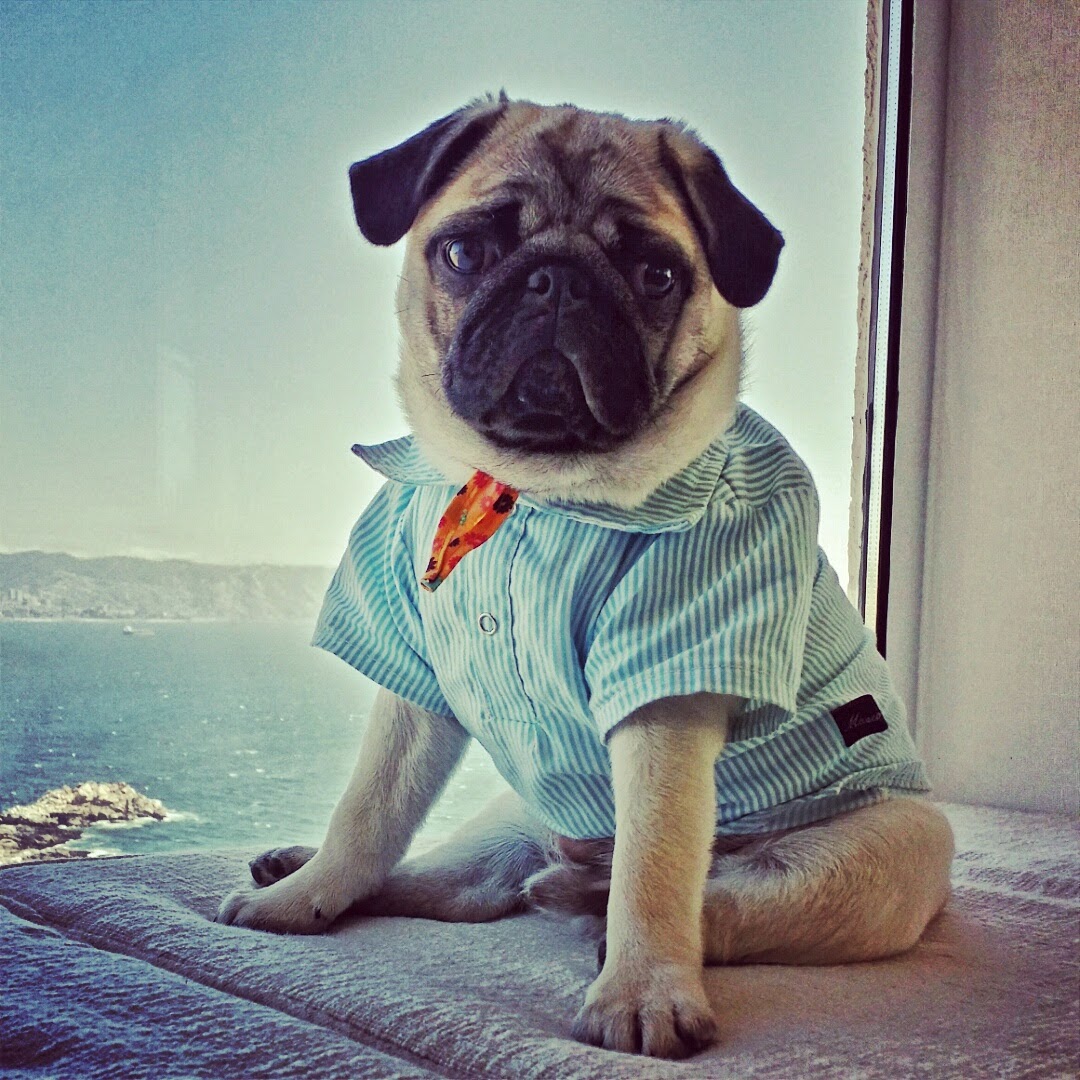 tjholt's tweet photo. Difículto perro +disfrazado... Le duc D'Ascoyne usaba hasta mis camisas @Turnbull_Asser cdo ya  no me servían.. https://t.co/6CK4TMLUl5