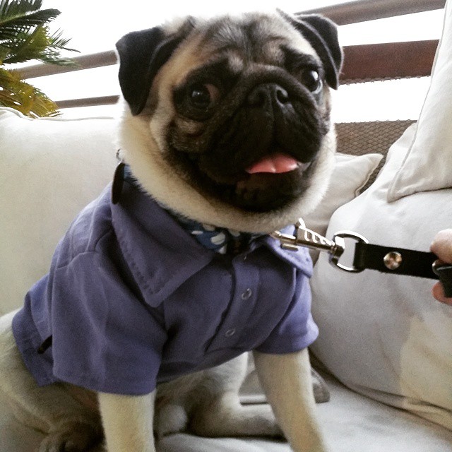 tjholt's tweet photo. Difículto perro +disfrazado... Le duc D'Ascoyne usaba hasta mis camisas @Turnbull_Asser cdo ya  no me servían.. https://t.co/6CK4TMLUl5