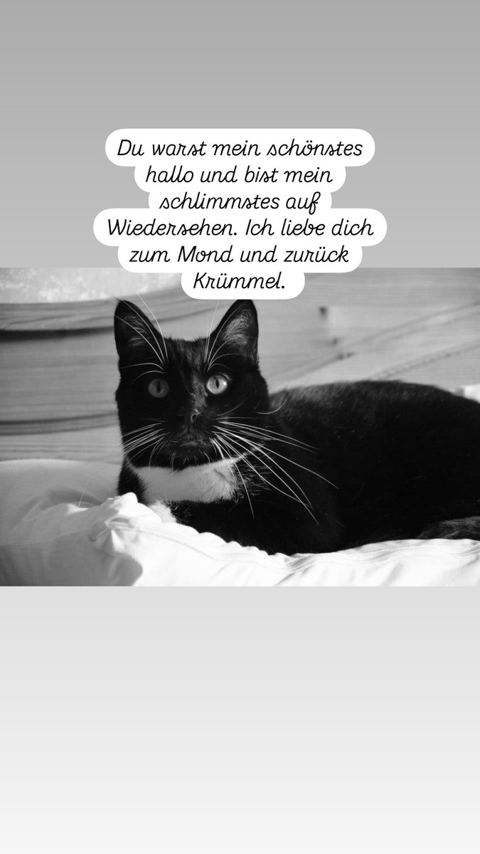 Lauchinator's tweet photo. Ich werde dich vermissen. Nicht mehr dich an meinem Kopf zu haben wenn ich schlafen gehe wird mich um meinen Verstand bringen. https://t.co/fg1udzclHc
