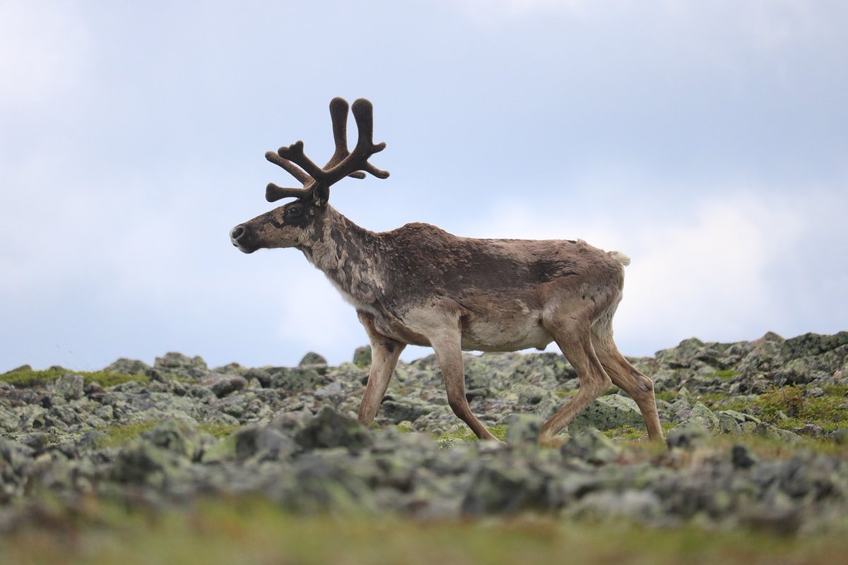 Belouga_'s tweet photo. The Gwich'in are one of the most northerly Indigenous peoples on the North American continent.

Today, the Gwich'in total over 6000 people in 15 communities, all having a very special connection to the Porcupine Caribou.

https://t.co/MpqhxmHKTg https://t.co/DzCDPGrRaQ