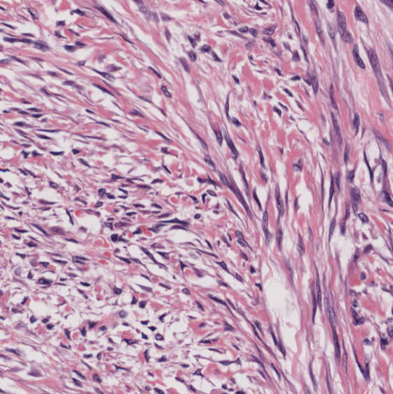 Virtual Pathology at The University of Leeds tweet media