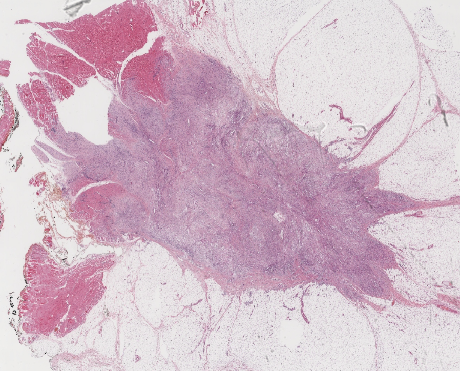 Virtual Pathology at The University of Leeds tweet media