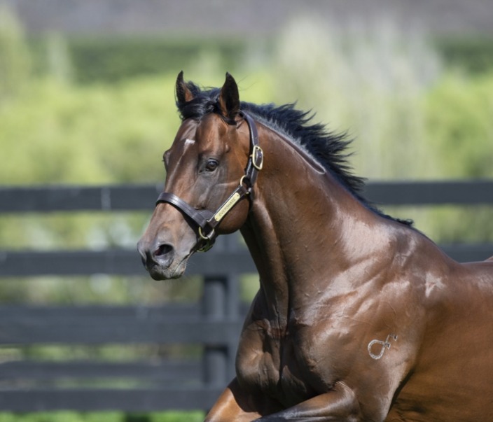 widdenstud's tweet photo. After claiming the 🥇GR.2⃣ WA GUINEAS🏆 &amp; 🥇GR.3⃣ WA CHAMPION FILLIES STAKES🏆 in successive weeks brilliant 3yo OVERSHARE filly STORYVILLE now has the GR.1⃣ NORTHERLY STAKES on her agenda!🐴😍
#Overshare @vicbreeders https://t.co/5Ak9EOiJ8q