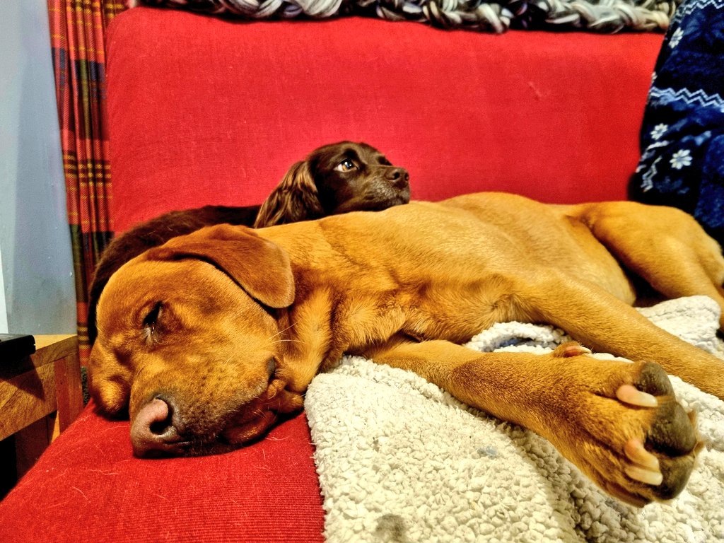 ACountryChap's tweet photo. I think #BigGingerDog has finally accepted his role in life is to be a pillow for #LittleBrownDog.
#foxredlab #foxredlabrador #cockerspaniel #workingcockerspaniel #gundogs #gundogsofinstagram #workingdogs #workinggundogs #letsleepingdogslie https://t.co/e6cFhkIgGr
