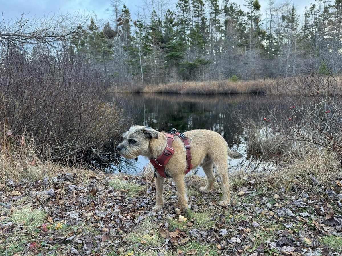 Hubble_BTerrier's tweet image. Today’s walk was along the Shearwater Flyer Trail. It was very uneventful until I came upon this porcupine (last photo). Luckily my recall worked this time. 😬🐾🐾🐾 #BTPosse #NSTrails