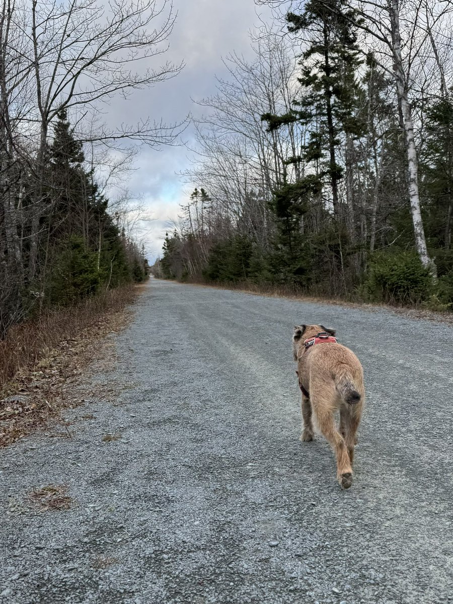 Hubble_BTerrier's tweet image. Today’s walk was along the Shearwater Flyer Trail. It was very uneventful until I came upon this porcupine (last photo). Luckily my recall worked this time. 😬🐾🐾🐾 #BTPosse #NSTrails