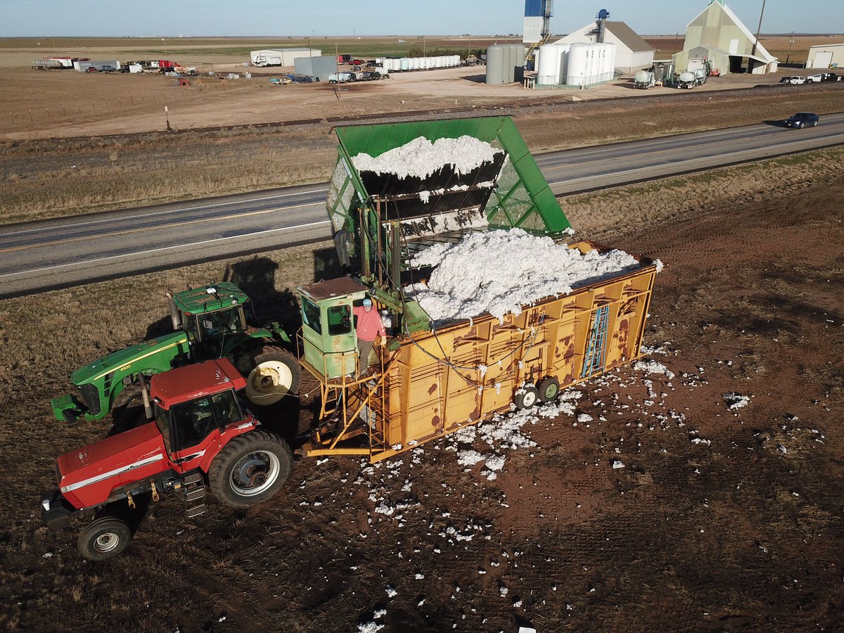 Cotton strippers back in the field in Castro County <a href="/zackrriley_3/">Zack Riley</a> #FM765 <a href="/BASF/">BASF</a>