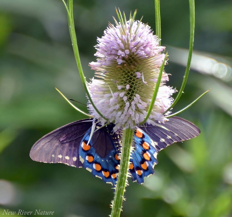 KerriFar's tweet photo. "Everyone is looking, not many are seeing." ~ Peter M. Leschak - #PipevineSwallowtail #Butterfly on #Teasel #NewRiverNature #PatternsInNature #NaturesPatterns #NatureTherapy #ButterflyJoy #SummerMemory https://t.co/C1OeYxvlU7