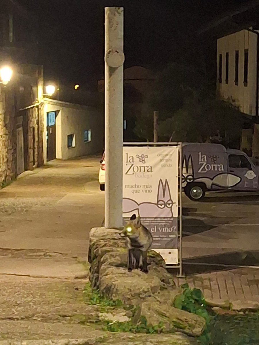 🌙🦊¡¡Esta noche La Zorra ha pasado por casa!! 🤎💜