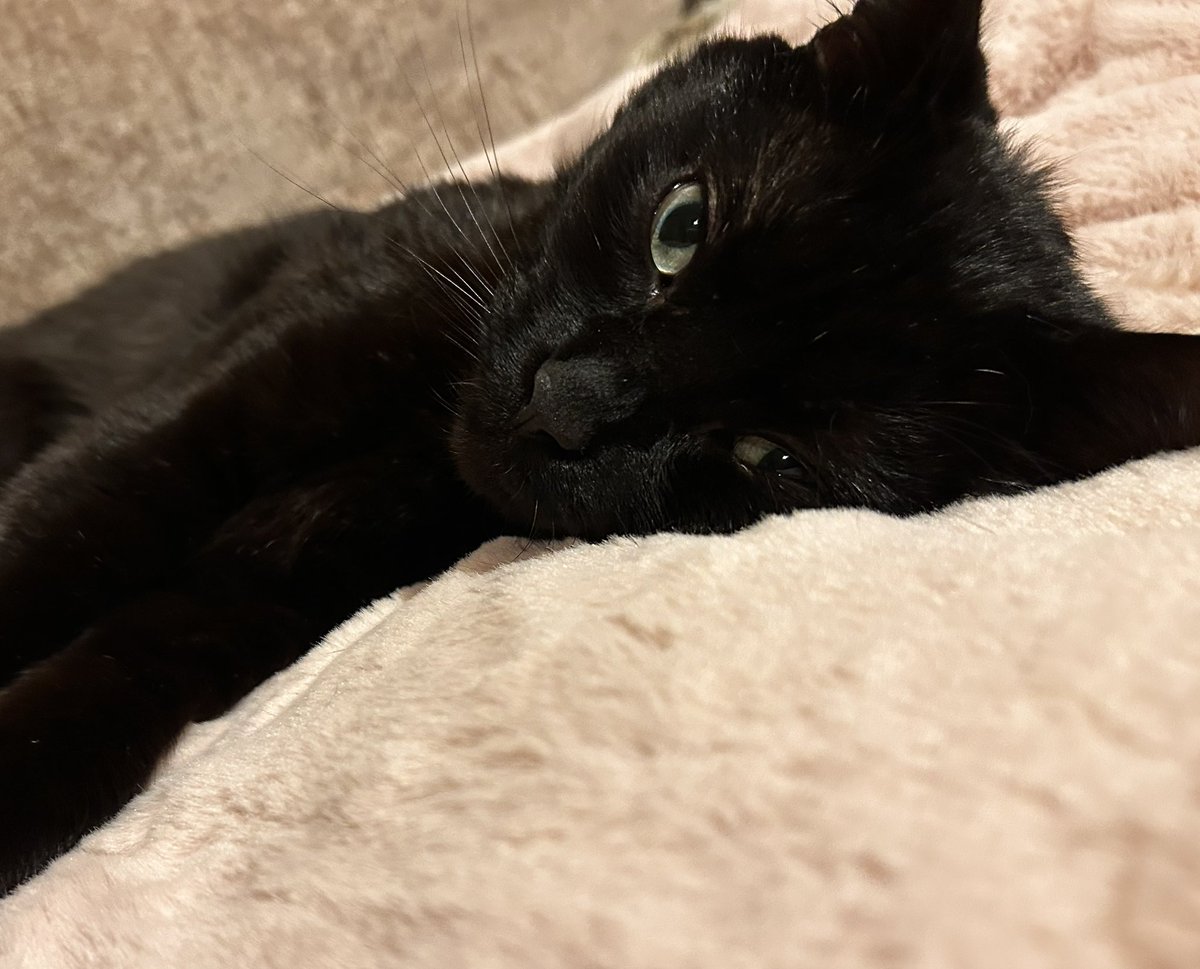 davuu's tweet image. When an illness means you’re suffering with painful joints and your 7kg of rescue cat is sleeping right on your knee joint, but you look at his little sleepy face and try and not to move😫♥️