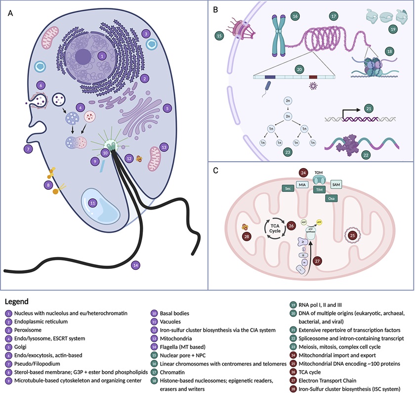PLOS Biology (@plosbiology) on Twitter photo Understanding #LECA... Guidelines to identify the gene repertoire of the Last Eukaryotic Common Ancestor, crucial for evaluating alternative hypotheses about the origin of #eukaryotes @eme_laura <a href="/andrewjroger/">Andrew J. Roger (@andrewjroger.bsky.social)</a> <a href="/evocellbio/">Jeremy Wideman</a> +many #PLOSBiology plos.io/4g0alq4 Understanding #LECA... Guidelines to identify the gene repertoire of the Last Eukaryotic Common Ancestor, crucial for evaluating alternative hypotheses about the origin of #eukaryotes @eme_laura <a href="/andrewjroger/">Andrew J. Roger (@andrewjroger.bsky.social)</a> <a href="/evocellbio/">Jeremy Wideman</a> +many #PLOSBiology plos.io/4g0alq4