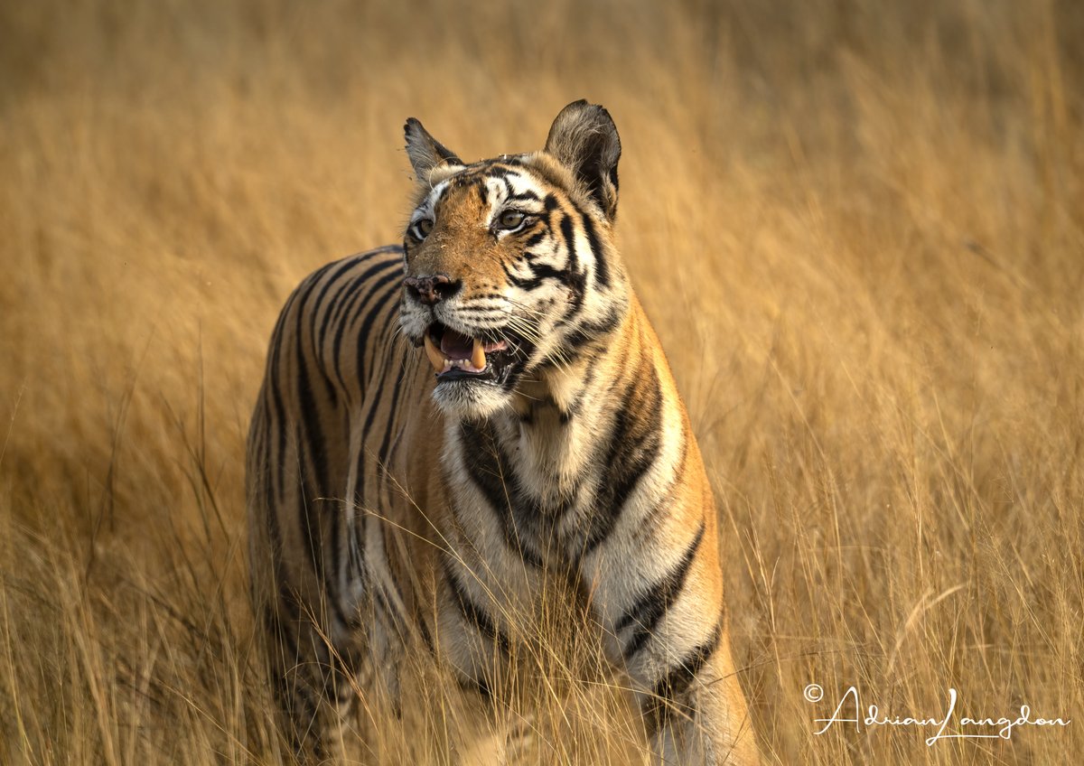 Adrian Langdon (@maxshearwater) on Twitter photo Updated my blog with 25 pics of a stunning Tigress at Panna TR in India. Read chat & view pics at images-naturally.co.uk/2024/11/photog…
<a href="/BobBosisto/">Bob Bosisto</a> <a href="/camelbirder/">Derek Julian</a> <a href="/JasminaGoodair/">Jasmina Goodair</a> <a href="/Kernowringer/">Peter Roseveare</a> @CwallWildlife Updated my blog with 25 pics of a stunning Tigress at Panna TR in India. Read chat & view pics at images-naturally.co.uk/2024/11/photog…
<a href="/BobBosisto/">Bob Bosisto</a> <a href="/camelbirder/">Derek Julian</a> <a href="/JasminaGoodair/">Jasmina Goodair</a> <a href="/Kernowringer/">Peter Roseveare</a> @CwallWildlife