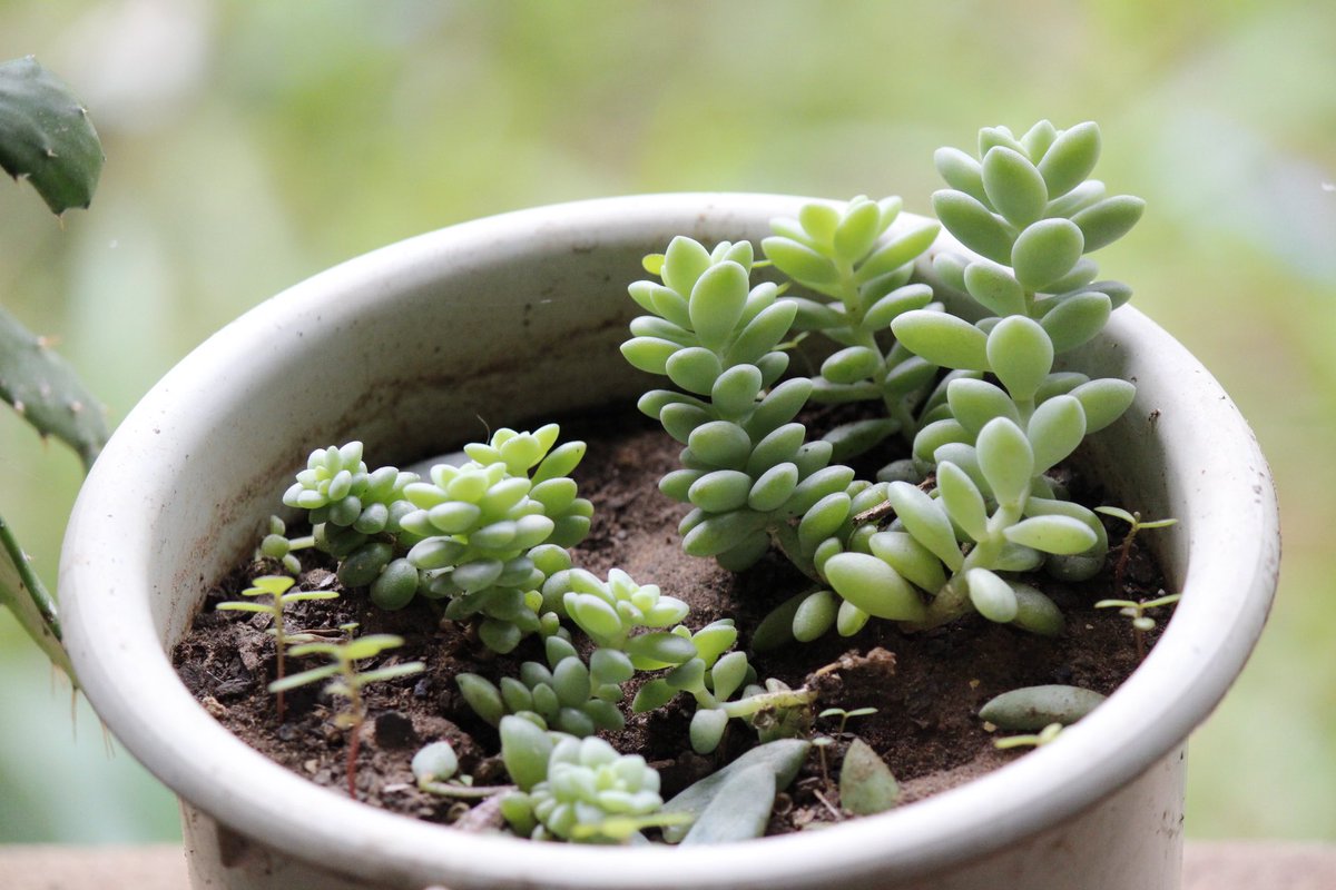 fbsanches's tweet photo. Essa é uma #planta suculenta do tipo Sedum morganianum, também conhecida como Rabo-de-Burro. Ela é bastante popular devido à sua aparência de folhas carnudas e alongadas, que crescem em formato de cascata. https://t.co/OGh3s5RzvF
