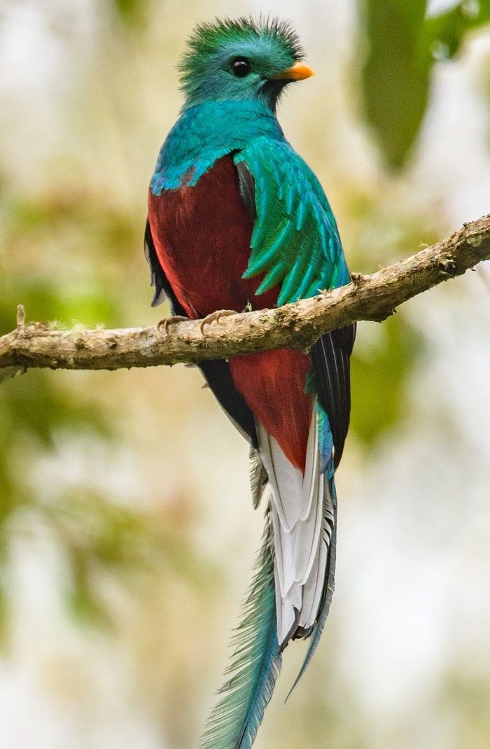Untamedpath's tweet photo. "Perched in elegance, the forest's jewel. #NaturePathway #ResplendentQuetzal #BirdBeauty #Wildlife055" https://t.co/ZalKvhmgf6