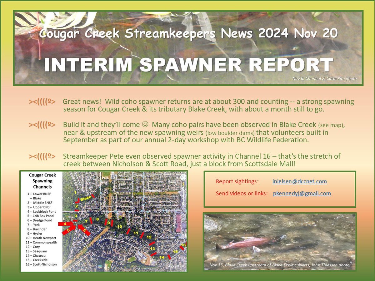 Happy Monday 🐟
Attached is our most recent spawners count. All #Coho except for one confirmed Chum. We have the whole team out Thursday conducting a thorough check including the canyon up to Scott Road. Will revise the totals asap.