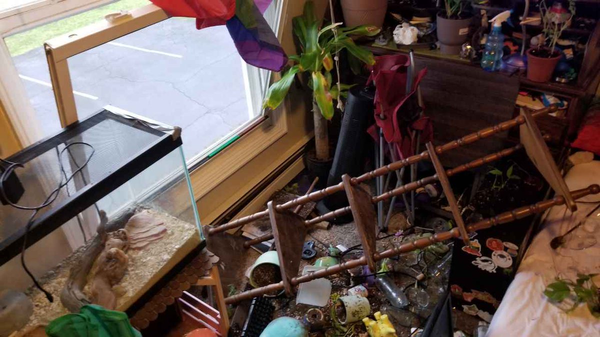 A few weeks ago my roommate's window fell out of the frame and knocked over a shelf with plants in water on it, we only found out yesterday that it shorted out their computer, we would appreciate any help in getting it replaced ko-fi.com/teannawerefox3…