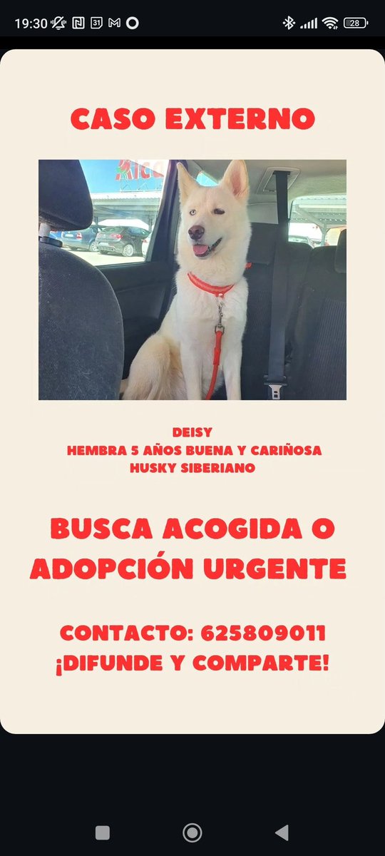 SOSdogscats's tweet photo. Deisy en adopción responsable ❤️ https://t.co/TVqMHA9yFV