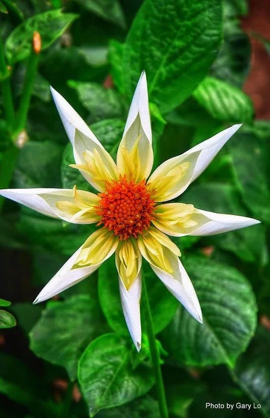 Untamedpath's tweet photo. "A floral firework, bursting with life and color. #NaturePathway #BotanicalBeauty #GardenGems #Wildlife055" https://t.co/4wo27xnzFD