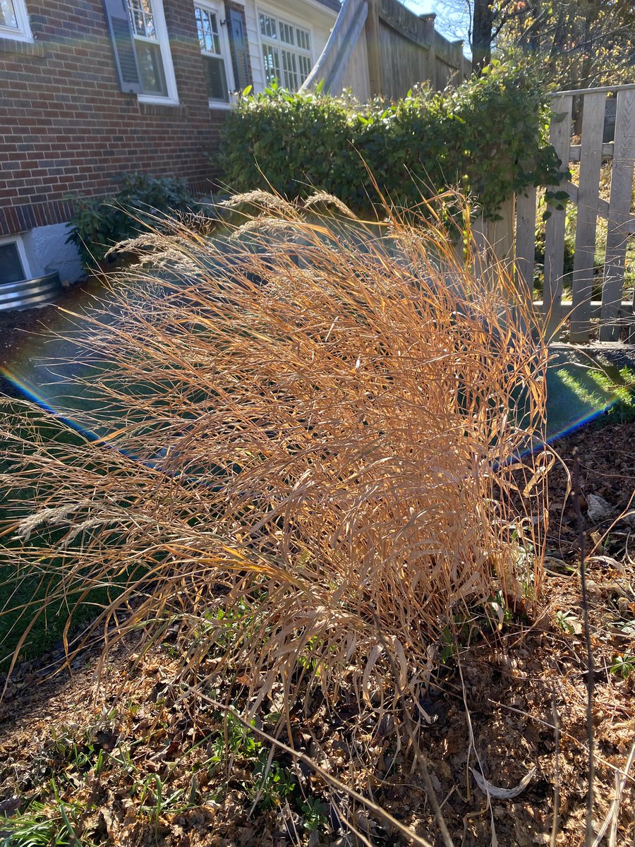 Love the fall colors in the gahhhden!