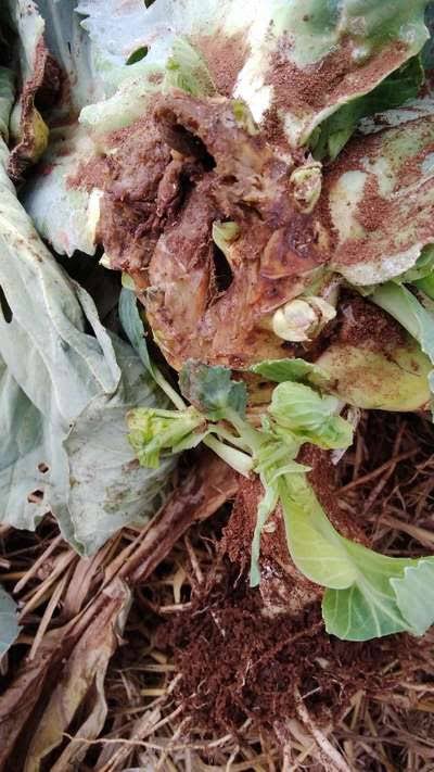 OmiaLtd's tweet photo. What you need to know for effective management of Black Rot, Soft Rot, and Stem Rot in Cabbages!!.

Black Rot, Soft Rot, and Stem Rot are serious cabbage diseases that can lead to major crop losses if not managed properly.

 Black Rot -causes yellowing and black lesions on leaves, especially in humid conditions.

 Soft Rot-leads to wilting and soft, mushy tissue, thriving in wet, poorly drained soils.

 Stem Rot-attacks the base of the stem, causing it to rot in cool, moist environments.

 For effective disease management;

📍Choose Resistant Varieties to reduce susceptibility.

📍Ensure Proper Drainage to avoid waterlogging, which encourages disease development.

📍Plant on Ridges for better water runoff and air circulation around the roots.

📍Avoid Overhead Irrigation; use drip irrigation or water at the base to minimize moisture on leaves and stems.

📍Apply Copper-Based Fungicides regularly and use foliar fertilizers suited to the crop's growth stage to strengthen plant defenses.

#Farmersfirst