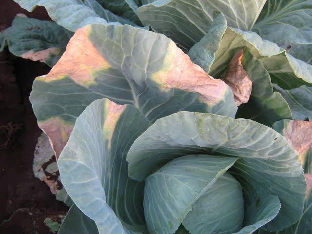 OmiaLtd's tweet photo. What you need to know for effective management of Black Rot, Soft Rot, and Stem Rot in Cabbages!!.

Black Rot, Soft Rot, and Stem Rot are serious cabbage diseases that can lead to major crop losses if not managed properly.

 Black Rot -causes yellowing and black lesions on leaves, especially in humid conditions.

 Soft Rot-leads to wilting and soft, mushy tissue, thriving in wet, poorly drained soils.

 Stem Rot-attacks the base of the stem, causing it to rot in cool, moist environments.

 For effective disease management;

📍Choose Resistant Varieties to reduce susceptibility.

📍Ensure Proper Drainage to avoid waterlogging, which encourages disease development.

📍Plant on Ridges for better water runoff and air circulation around the roots.

📍Avoid Overhead Irrigation; use drip irrigation or water at the base to minimize moisture on leaves and stems.

📍Apply Copper-Based Fungicides regularly and use foliar fertilizers suited to the crop's growth stage to strengthen plant defenses.

#Farmersfirst
