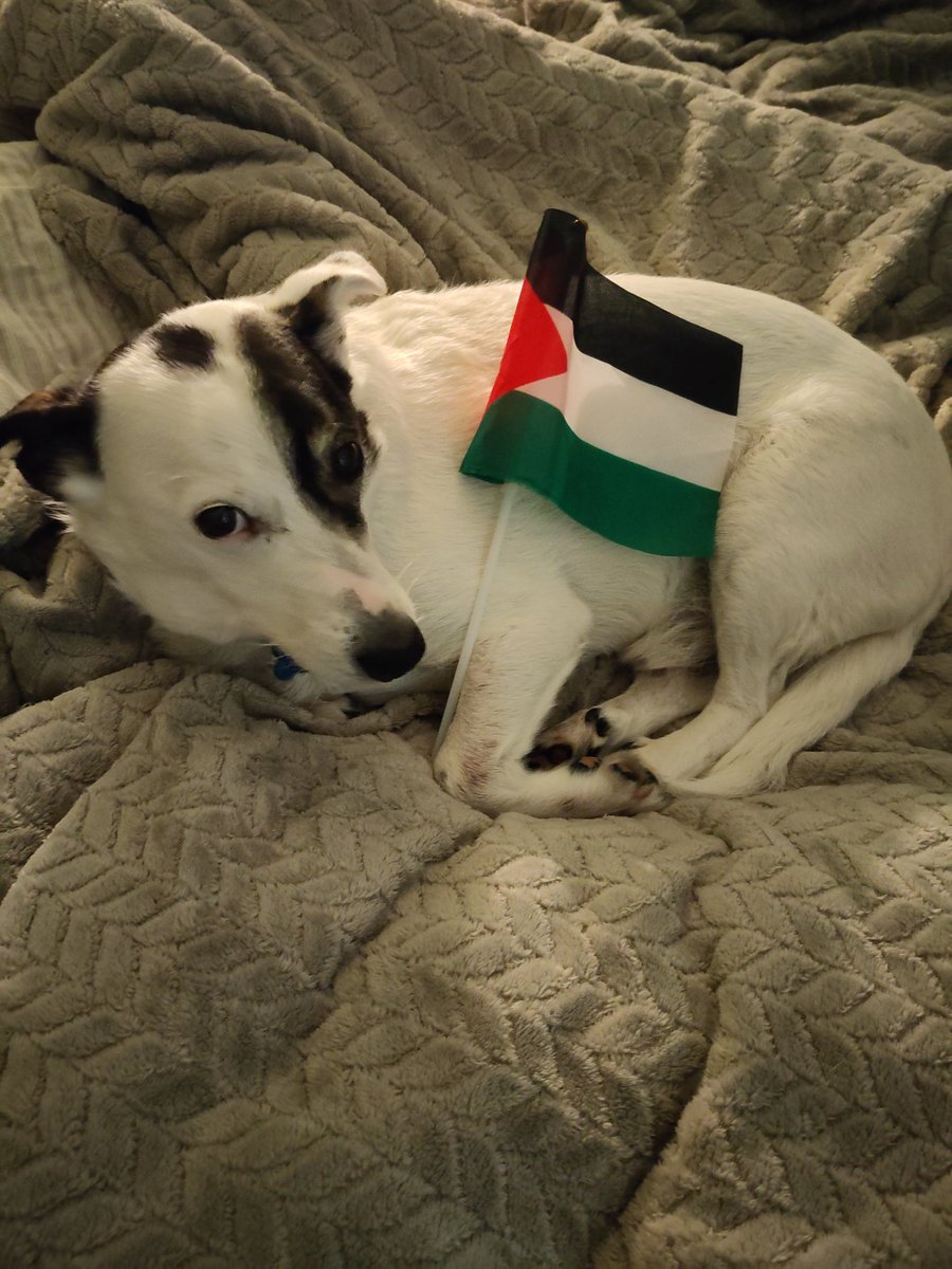 Nat Kopytko #Standwith🇺🇦 (@nat_tko) on Twitter photo Monty is against Scholasticide. He believes in the right to education <a href="/Right2Edu/">Right to Education</a> <a href="/leedsucu/">Leeds University UCU</a> Monty is against Scholasticide. He believes in the right to education <a href="/Right2Edu/">Right to Education</a> <a href="/leedsucu/">Leeds University UCU</a>