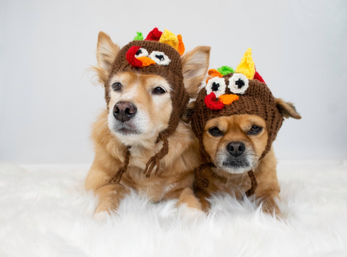 EasyPools's tweet image. 🌟 Thanksgiving Holiday Hours 🌟

In observance of the Thanksgiving holiday, Easy Pools will be closed on Thursday, November 28th and Friday, November 29th. We hope you all enjoy a well-deserved break with family and friends!

We&apos;ll be back and ready to help you on Monday, De ...