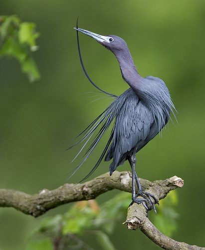 Untamedpath's tweet photo. "Grace on a branch, nature's elegant sentinel. #NaturePathway #BirdBeauty #ElegantEgrets #Wildlife055" https://t.co/tsFHsd4FOV