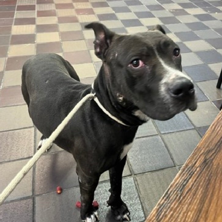 MyBoxerLuvMac1's tweet image. 💔Rey💔 
▪️To Be Killed: 11/26💉 
▪️Only 55 Pledges !
#NYCACC #212514 5y

Underweight w/wound on L carpus
Has been highly fearful in care
Needs all adult home 
Rey needs a hero, is it you? 

DM @notthesameone2
#Pledge4ResQ
💕Rey
nycacc.app/browse/212514