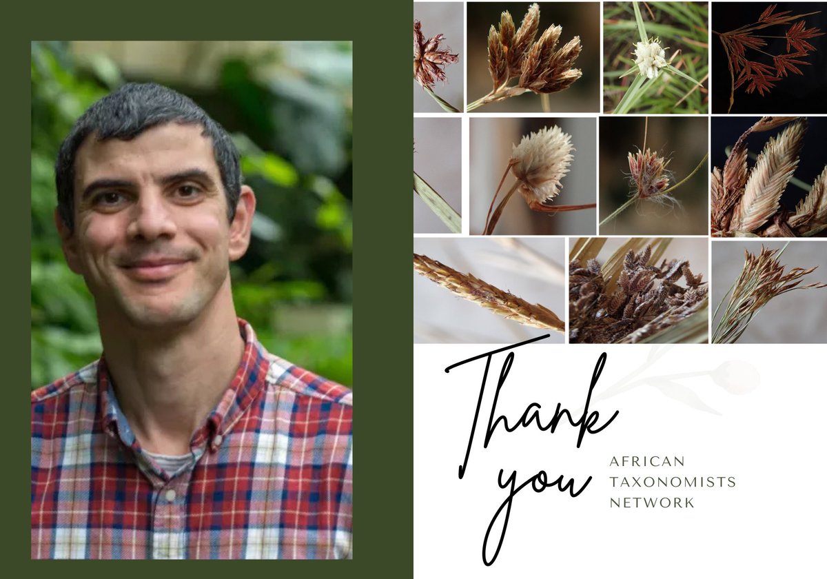 Thank you, @MartinXanthos for sharing your expertise with us today! We appreciate the time you took to delve into the fascinating world of Cyperaceae, shedding light on the unique characteristics, diversity, and importance of sedges.
#PlantTaxonomy #Cyperaceae #Botany #Africa