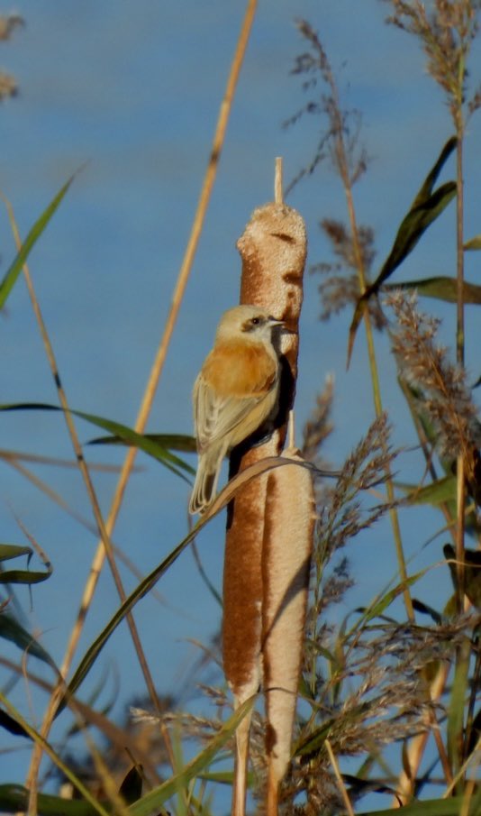Stubuck1's tweet photo. This lovely penduline tit at Titchwell showed well for a while after being relocated at Patsy pool. 
Thanks to the finders and for putting the news out. 
#penduline
@RSPBTitchwell https://t.co/3I1PCoAbxm