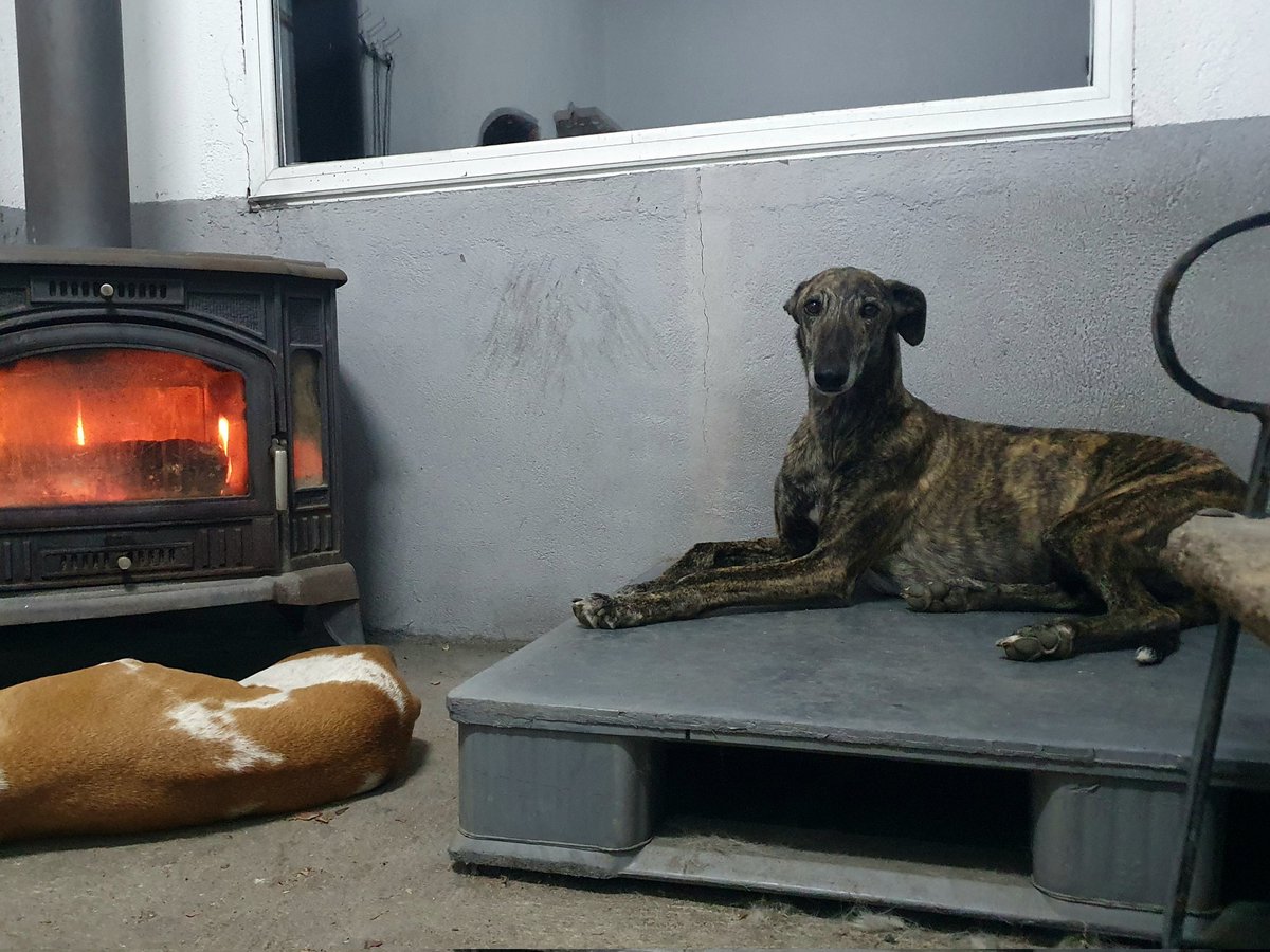 BENJAMÍN quiere desearos una buena semana y recordaros que sigue esperando un hogar en nuestro albergue. Su mensaje es claro: PON UN GALGO EN TU VIDA. 

Historia de Benjamín -> perritosdesegovia.com/peludos/masinf…

#Adopta #Difunde #Cambiavidas #adoptaungalgo #galgodecasa