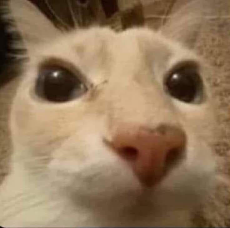 Infrector tweet media