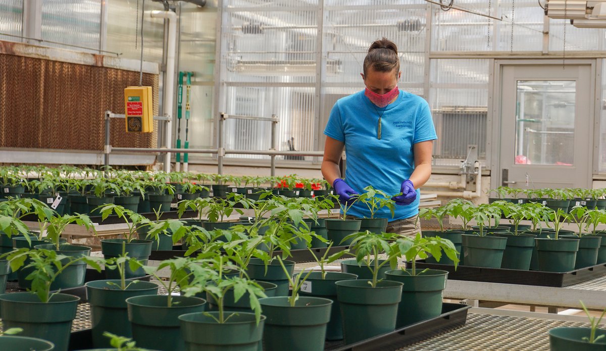 PNASNews's tweet photo. Can we efficiently make crops more resilient without involving #GMOs? An Inner Workings in PNAS Front Matter: https://t.co/ozTDRwEGxq #passaging #GeneticEngineering #ConventionalBreeding #sustainability #resilience https://t.co/CRoElv54Aq
