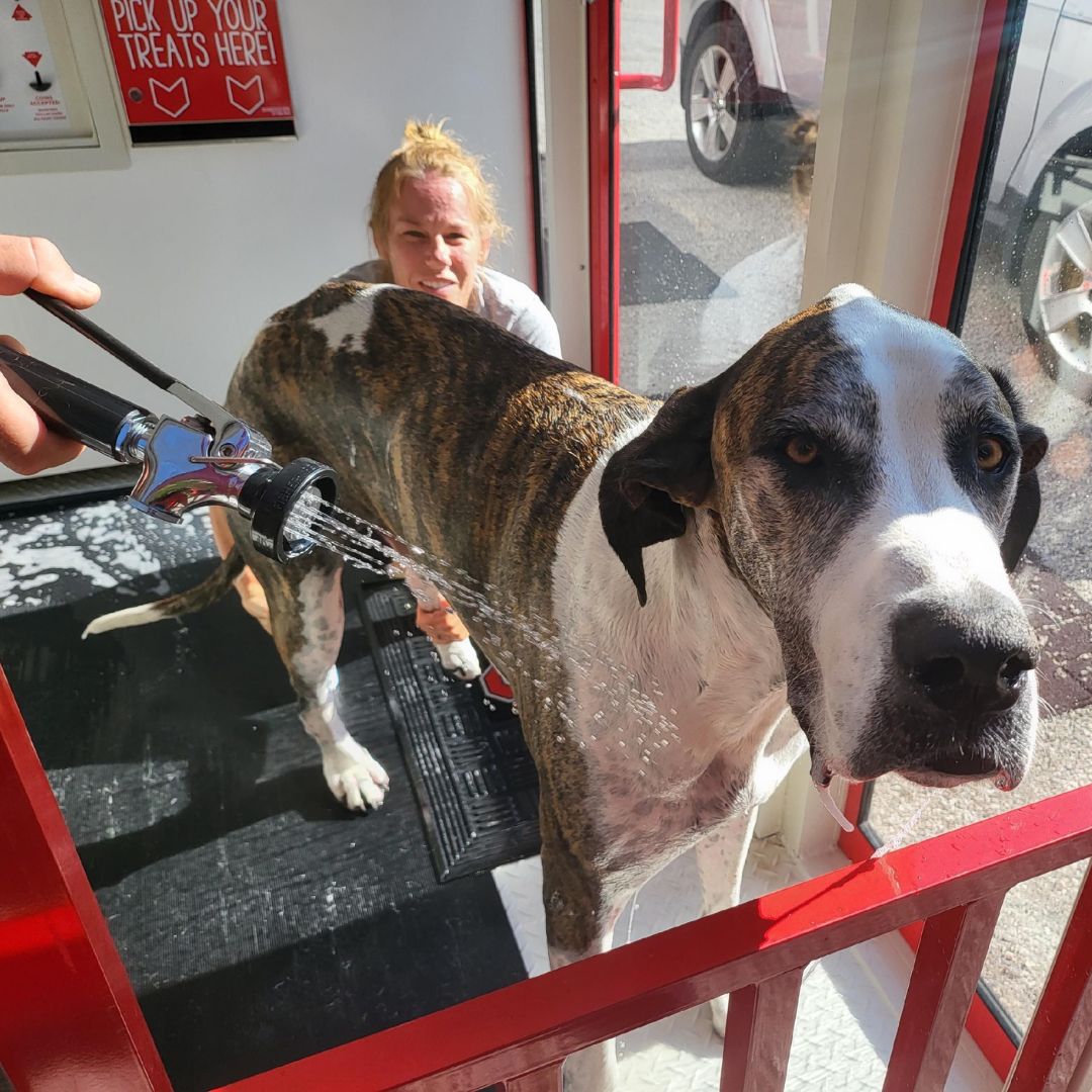 Our 24/7 Pet Wash suits all dogs, regardless of age or size. A step helps larger dogs into the tub, and the floor drains into the same hair-collection filters. Extra-large dogs can be washed on the floor. Check it out: penguinly.social/5YTysz #Pets #DogWash #PetWash