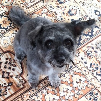 millypod1's tweet photo. 🆘24 NOV 2024 #Lost ARCHIE #ScanMe
OLDER Grey Schnauzer X Poodle Male
Park Avenue #Hull East Riding Of Yorkshire #HU5
Bolted from home address Now in full flight around #HU3 & #A63 slip. Once settled trapping will commence on elderly owner's behalf.
https://t.co/xDzpTkQGk5 https://t.co/Ws8xFTCaGY