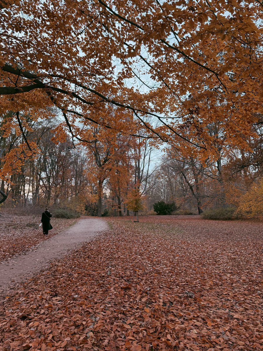 echoesofberlin's tweet photo. Autumn’s golden carpet leads the way through a peaceful park, where nature whispers its farewell to the season.

#berlin #autumn https://t.co/VPlnxSTQmM