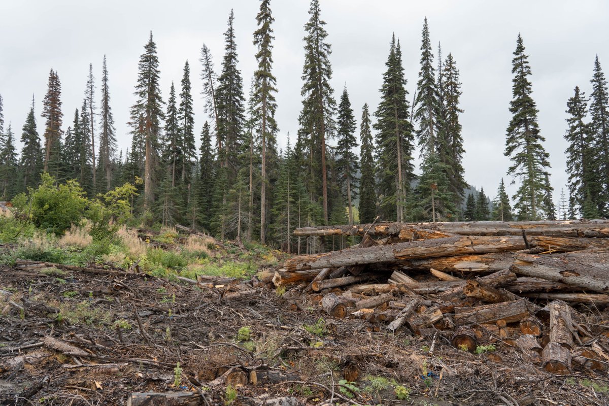 Mighty Earth 🌍 tweet media