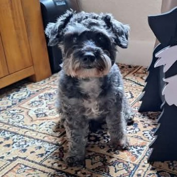 millypod1's tweet photo. 🆘24 NOV 2024 #Lost ARCHIE #ScanMe
OLDER Grey Schnauzer X Poodle Male
Park Avenue #Hull East Riding Of Yorkshire #HU5
Bolted from home address Now in full flight around #HU3 & #A63 slip. Once settled trapping will commence on elderly owner's behalf.
https://t.co/xDzpTkQGk5 https://t.co/Ws8xFTCaGY