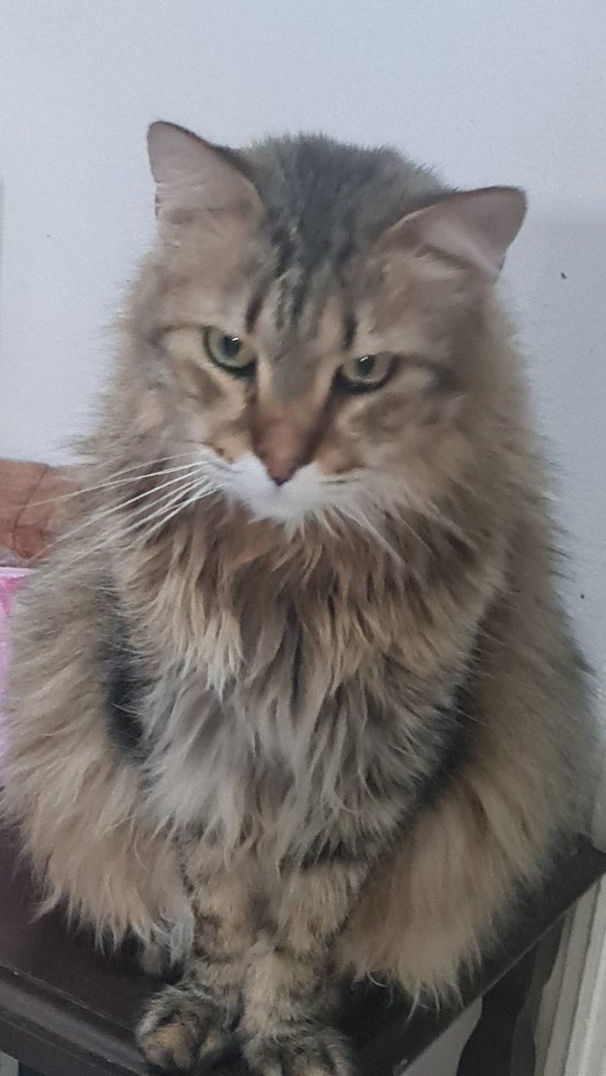 ZORO NEEDS HELP🚨 Our in house rescue Zoro is having mouth issues, he doesn't want to eat or let me look inside his mouth, from the smell &amp; what I can see I think he is having teeth issues. 
Please find it in your heart to help get Zoro into the animal hospital