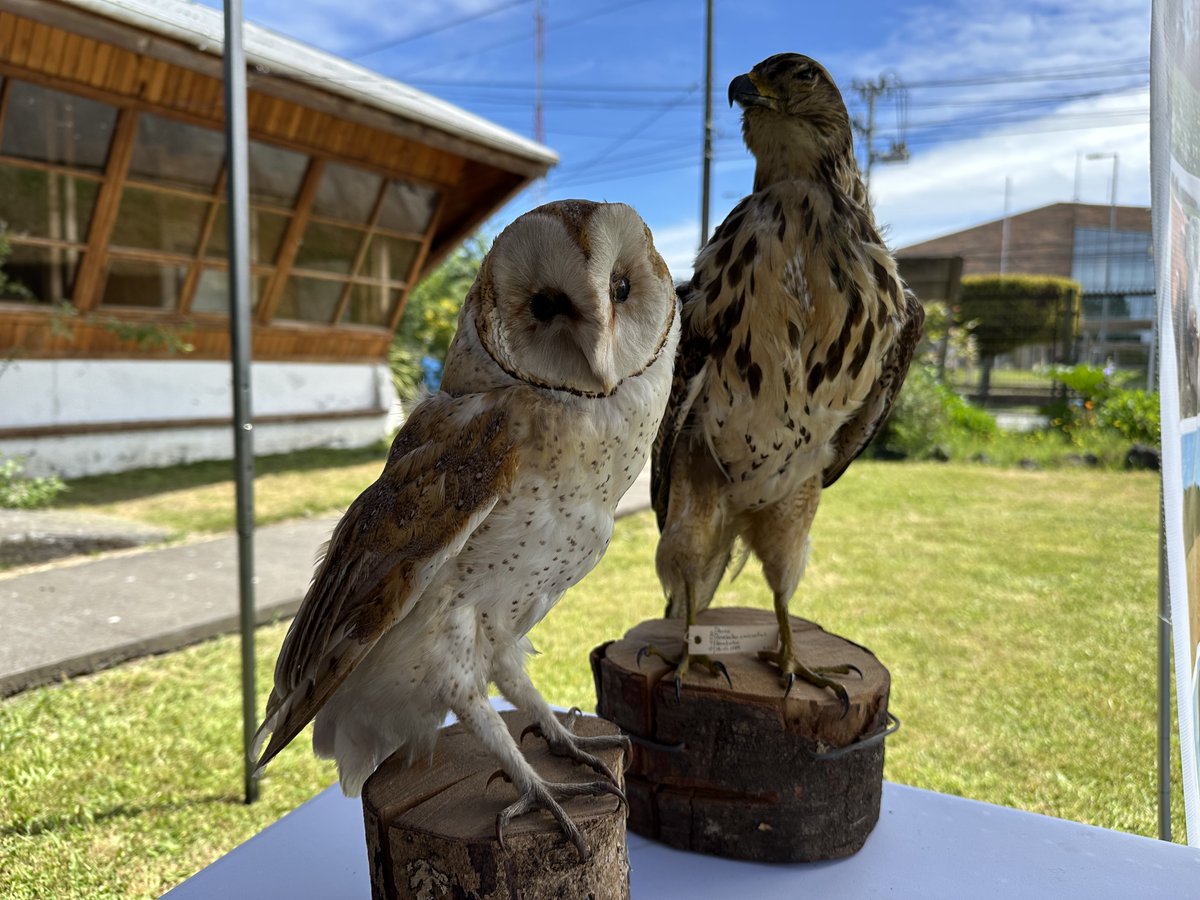 MunideCunco's tweet photo. EXITOSO 15° FESTIVAL DE LAS AVES EN CUNCO

+info👇
https://t.co/NDxhNcYIDb

#CuncoUnaMejorComuna https://t.co/1SYIItb5fS