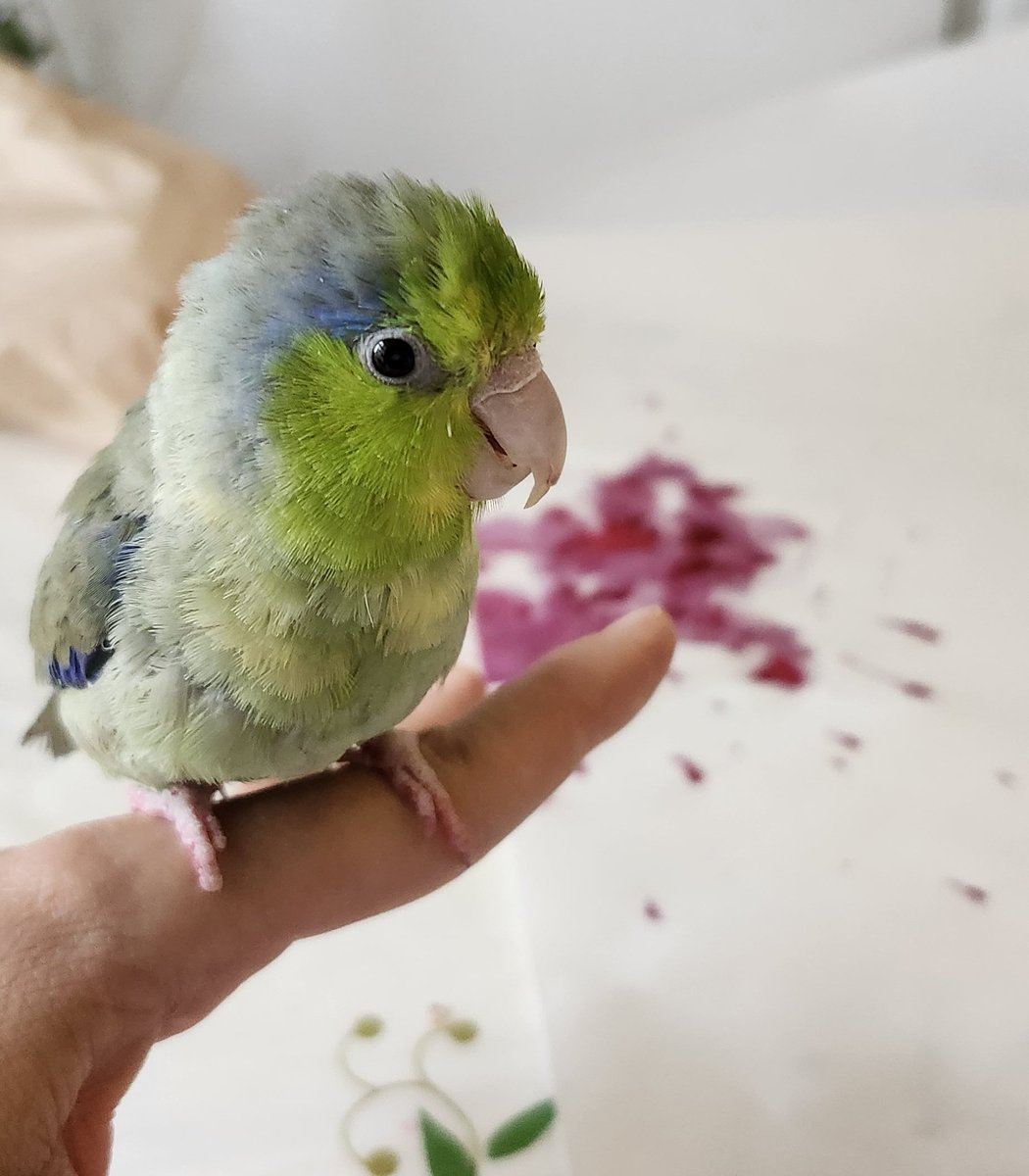 Bruce checking out his morning's berry good art.  🍓  Video on YouTube.  Followthefeathersyoutube