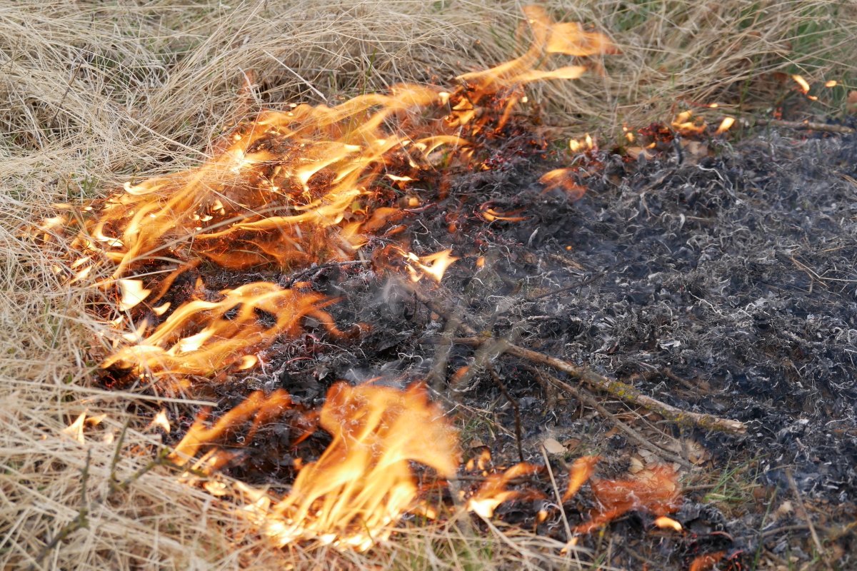 To combat the growing risk of catastrophic wildfires and to bring more water back onto the landscape, a tribe in California is helping to reshape fire management policy in the West.

Learn more in ‘Fire for Water': bit.ly/48aE5ME. 📷 1) David Noton; 2) Ashley Braun