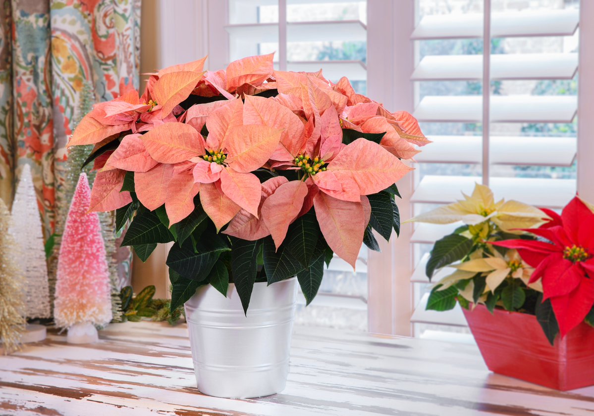 MetrolinaGreenhouses (@metrolinaghs) on Twitter photo Cinnamon-colored #Poinsettias are a perfect twist to the #fall festivities if you are looking for an eclectic color pop in your home! They add that subtle #spice to keep things exciting while still playing it cool during the harvest season. Find at your favorite garden centers! Cinnamon-colored #Poinsettias are a perfect twist to the #fall festivities if you are looking for an eclectic color pop in your home! They add that subtle #spice to keep things exciting while still playing it cool during the harvest season. Find at your favorite garden centers!